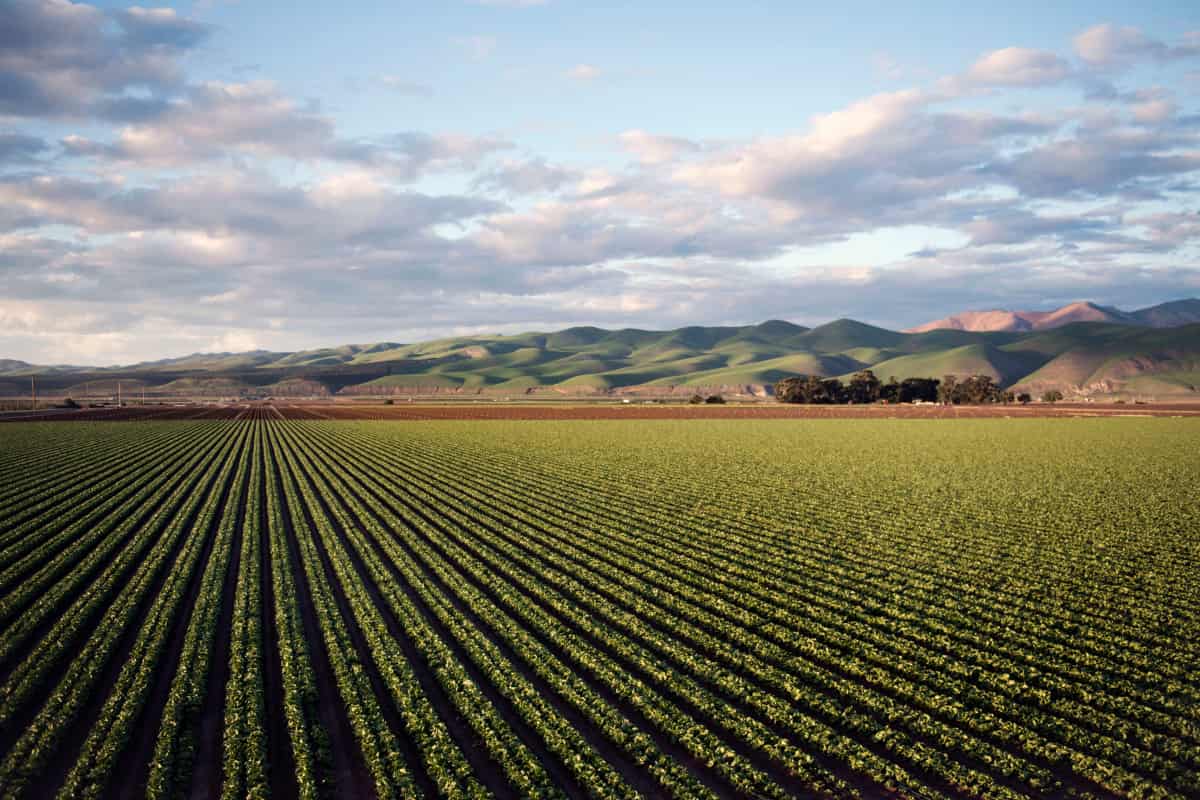 Vegetable Farming